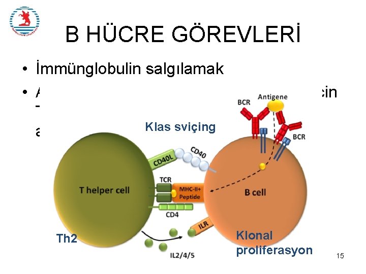 B HÜCRE GÖREVLERİ • İmmünglobulin salgılamak • APC; çünki B hücresi aktive olabilmek için