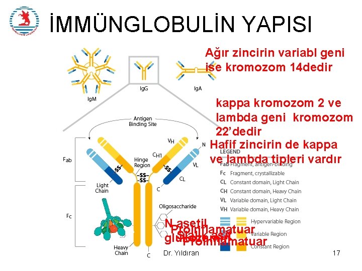 İMMÜNGLOBULİN YAPISI Ağır zincirin variabl geni ise kromozom 14 dedir kappa kromozom 2 ve