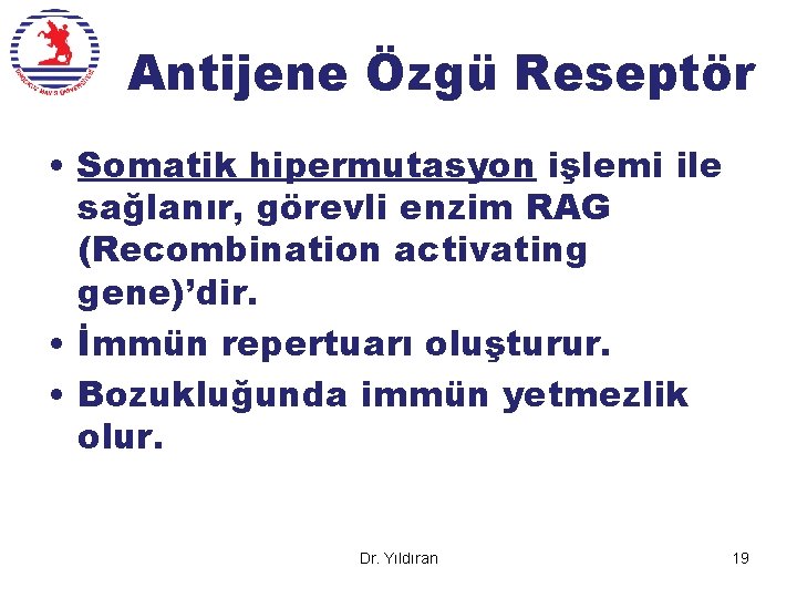 Antijene Özgü Reseptör • Somatik hipermutasyon işlemi ile sağlanır, görevli enzim RAG (Recombination activating