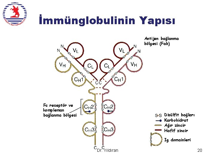 İmmünglobulinin Yapısı Antijen bağlanma bölgesi (Fab) Fc reseptör ve kompleman bağlanma bölgesi Disülfit bağları