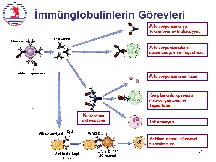 İmmünglobulinlerin Görevleri Mikroorganizma ve toksinlerin nötralizasyonu Antikorlar B hücresi Mikroorganizmaların opsonizasyon ve fagositozu Mikroorganizmanın