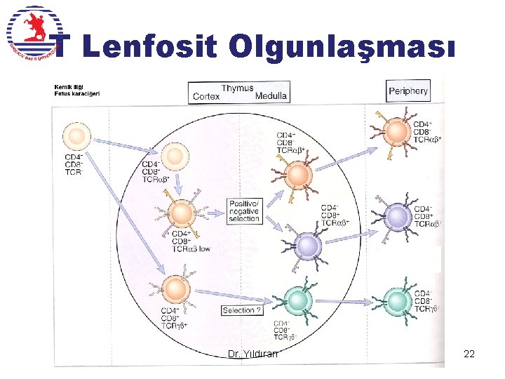 T Lenfosit Olgunlaşması Dr. Yıldıran 22 