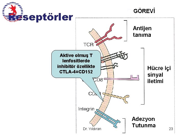 Reseptörleri Aktive olmuş T lenfositlerde inhibitör özellikte CTLA-4=CD 152 Dr. Yıldıran 23 