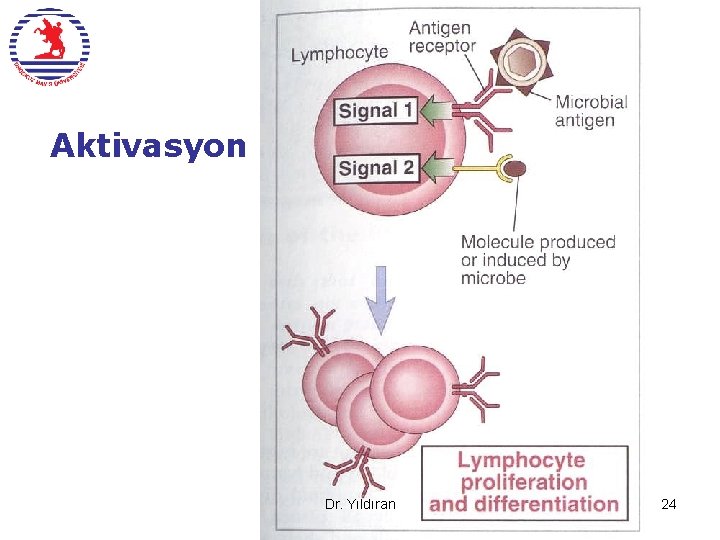 Aktivasyon Dr. Yıldıran 24 