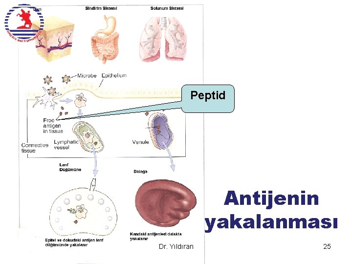 Peptid Antijenin yakalanması Dr. Yıldıran 25 