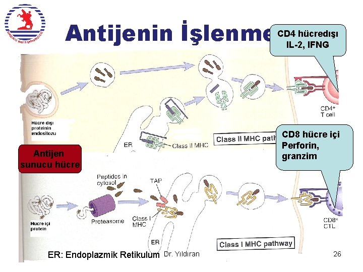 CD 4 hücredışı Antijenin İşlenmesi IL-2, IFNG CD 8 hücre içi Perforin, granzim Antijen