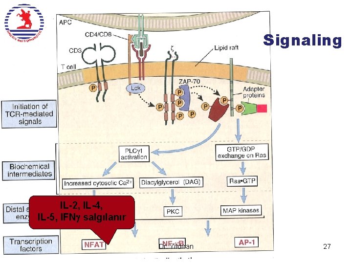 Signaling IL-2, IL-4, IL-5, IFN salgılanır Dr. Yıldıran 27 