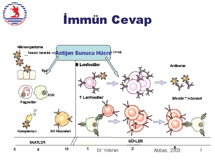 İmmün Cevap Antijen Sunucu Hücre Dr. Yıldıran Abbas, 2003 7 