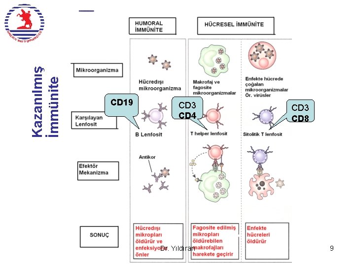 Kazanılmış İmmünite CD 19 CD 3 CD 4 Dr. Yıldıran CD 3 CD 8