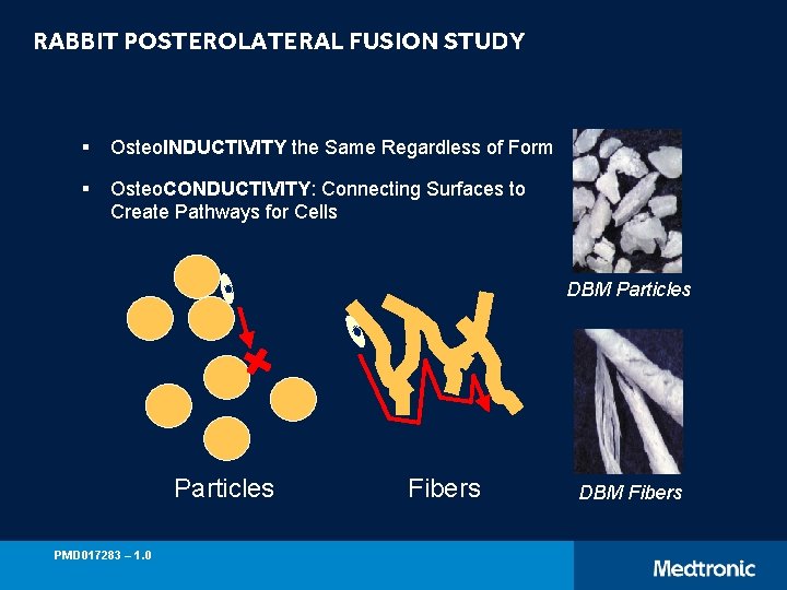 RABBIT POSTEROLATERAL FUSION STUDY § Osteo. INDUCTIVITY the Same Regardless of Form § Osteo.