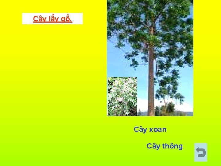 Cây lấy gỗ. Cây xoan Cây thông 