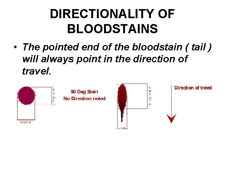 DIRECTIONALITY OF BLOODSTAINS • The pointed end of the bloodstain ( tail ) will
