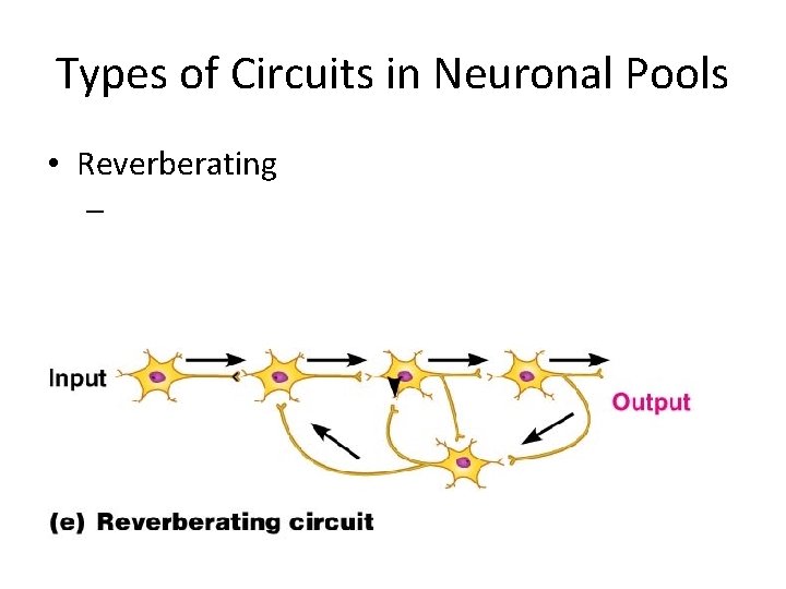 Types of Circuits in Neuronal Pools • Reverberating – Types of Circuits in Neuronal Pools • Reverberating –