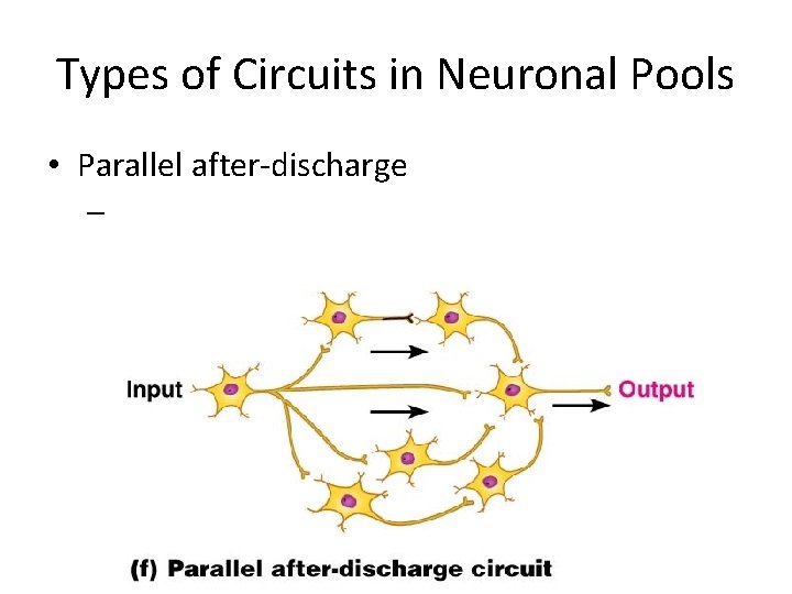 Types of Circuits in Neuronal Pools • Parallel after-discharge – Types of Circuits in Neuronal Pools • Parallel after-discharge –