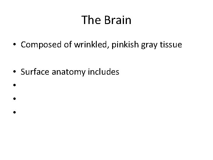 The Brain • Composed of wrinkled, pinkish gray tissue • Surface anatomy includes • The Brain • Composed of wrinkled, pinkish gray tissue • Surface anatomy includes •