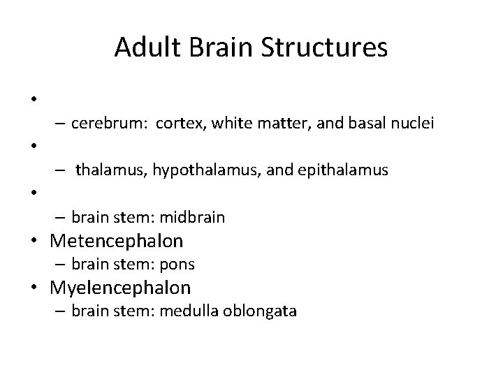 Adult Brain Structures • – cerebrum: cortex, white matter, and basal nuclei • – Adult Brain Structures • – cerebrum: cortex, white matter, and basal nuclei • –
