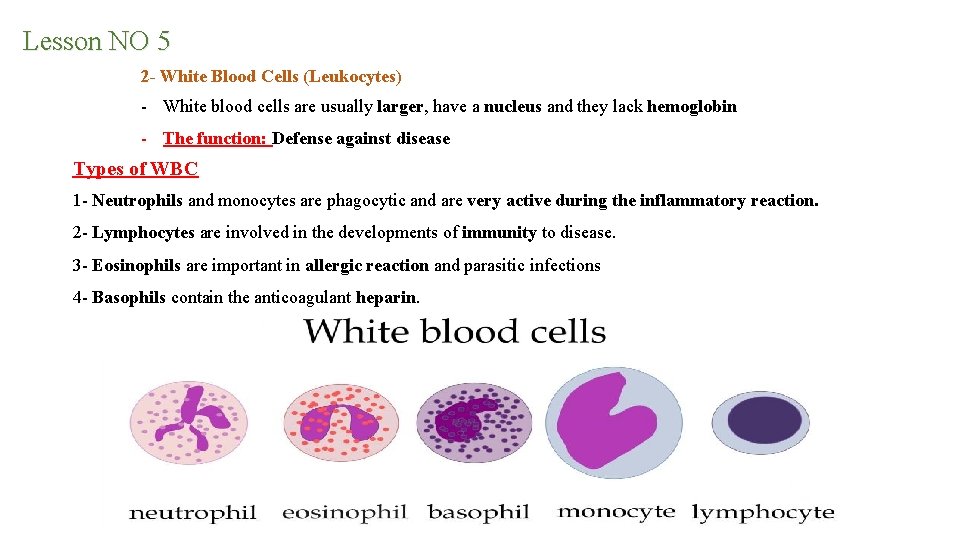 Lesson NO 5 2 - White Blood Cells (Leukocytes) - White blood cells are