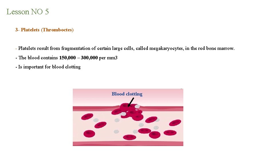 Lesson NO 5 3 - Platelets (Thromboctes) - Platelets result from fragmentation of certain