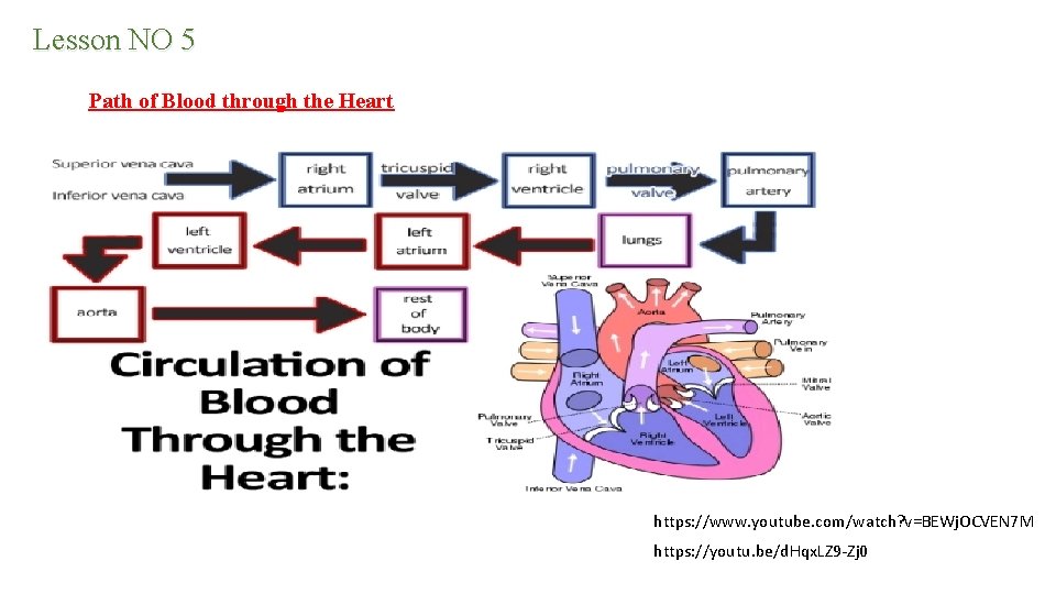 Lesson NO 5 Path of Blood through the Heart https: //www. youtube. com/watch? v=BEWj.