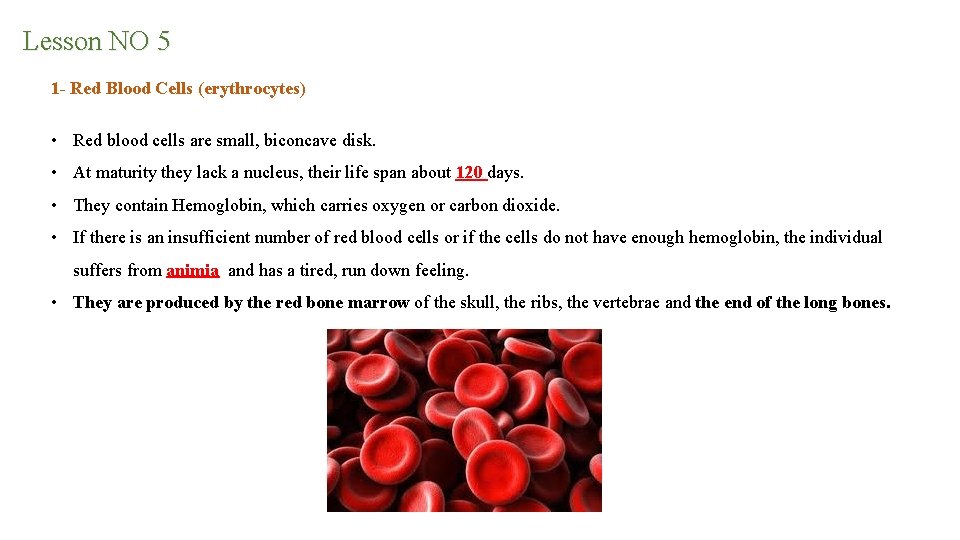 Lesson NO 5 1 - Red Blood Cells (erythrocytes) • Red blood cells are