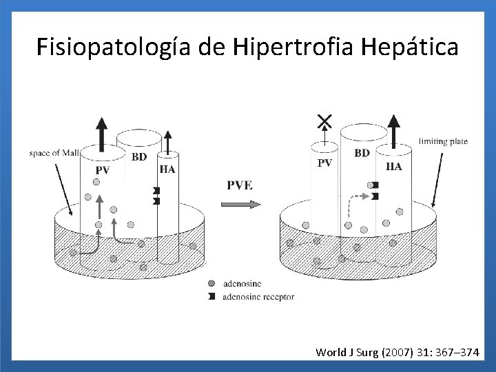 Fisiopatología de Hipertrofia Hepática World J Surg (2007) 31: 367– 374 