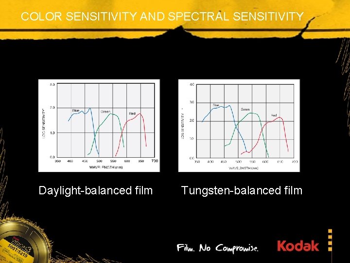 COLOR SENSITIVITY AND SPECTRAL SENSITIVITY Daylight-balanced film Tungsten-balanced film 
