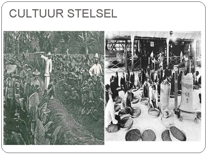 CULTUUR STELSEL 