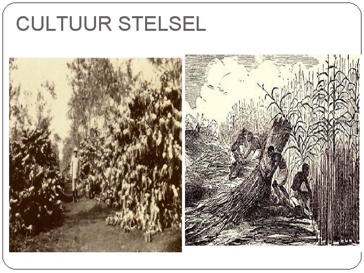 CULTUUR STELSEL 