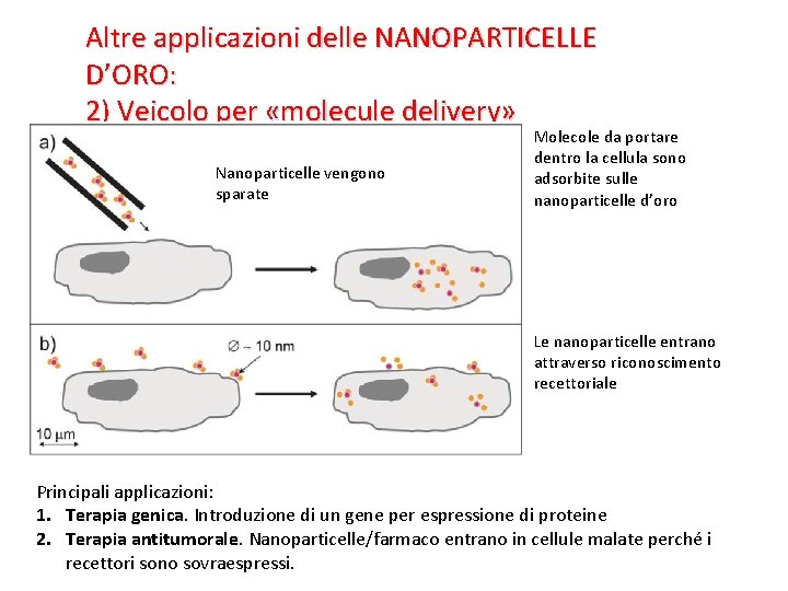 Altre applicazioni delle NANOPARTICELLE D’ORO: 2) Veicolo per «molecule delivery» Nanoparticelle vengono sparate Molecole