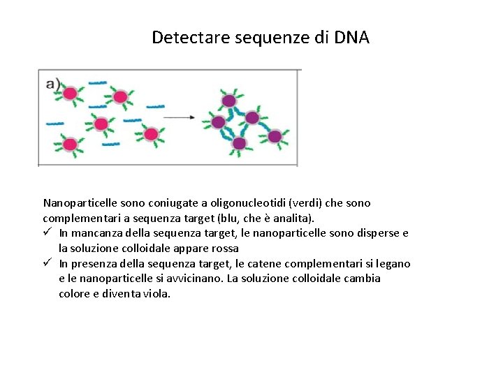 Detectare sequenze di DNA Analita proporzionale al numero di particelle immobilizzate Nanoparticelle sono coniugate