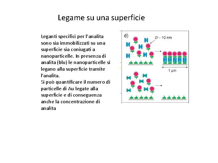 Legame su una superficie Leganti specifici per l’analita sono sia immobilizzati su una superficie