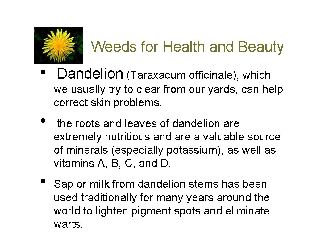 Weeds for Health and Beauty • • • Dandelion (Taraxacum officinale), which we usually