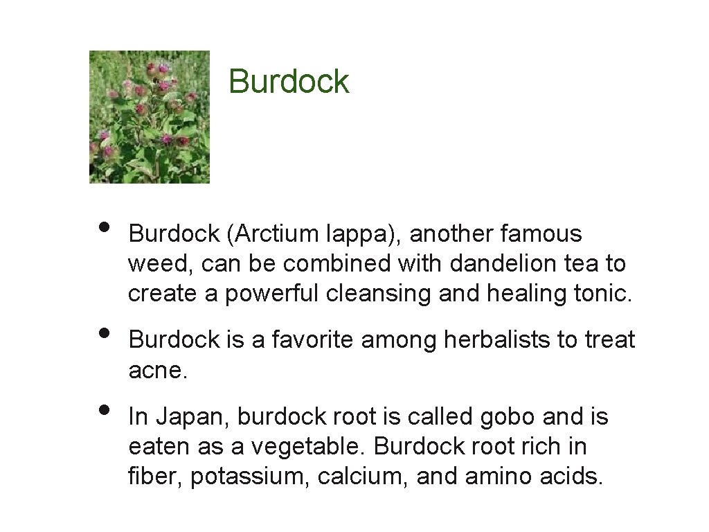Burdock • • • Burdock (Arctium lappa), another famous weed, can be combined with