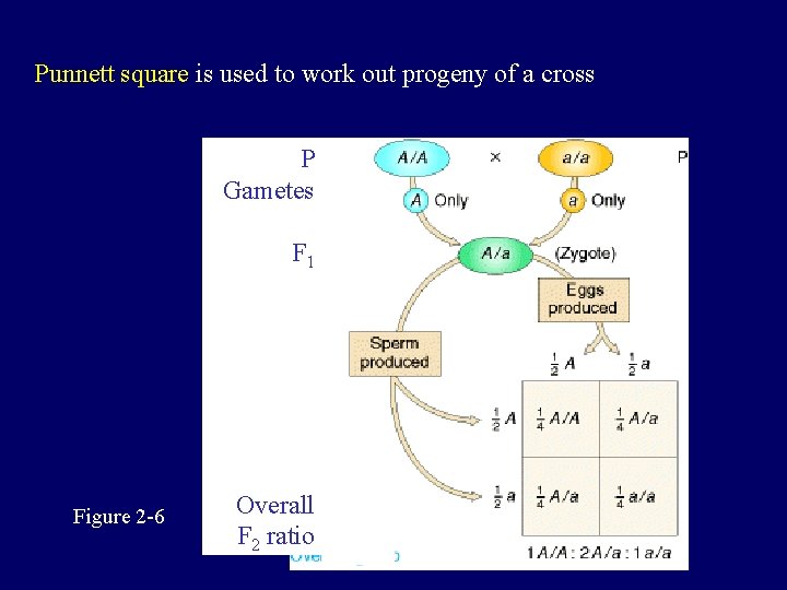 Punnett square is used to work out progeny of a cross P Gametes F
