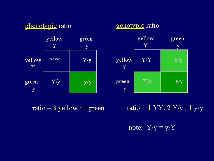 genotypic ratio phenotypic ratio yellow Y green y yellow Y Y/y green y Y/y