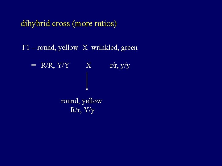 dihybrid cross (more ratios) F 1 – round, yellow X wrinkled, green = R/R,