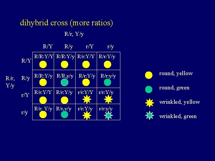 dihybrid cross (more ratios) R/r, Y/y R/Y R/r, Y/y R/y r/Y r/y R/R: Y/Y
