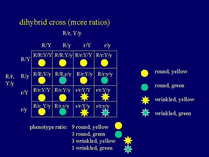 dihybrid cross (more ratios) R/r, Y/y R/Y R/r, Y/y R/y r/Y r/y R/R: Y/Y