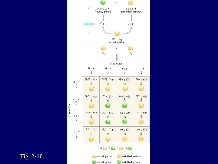 Fig. 2 -10 