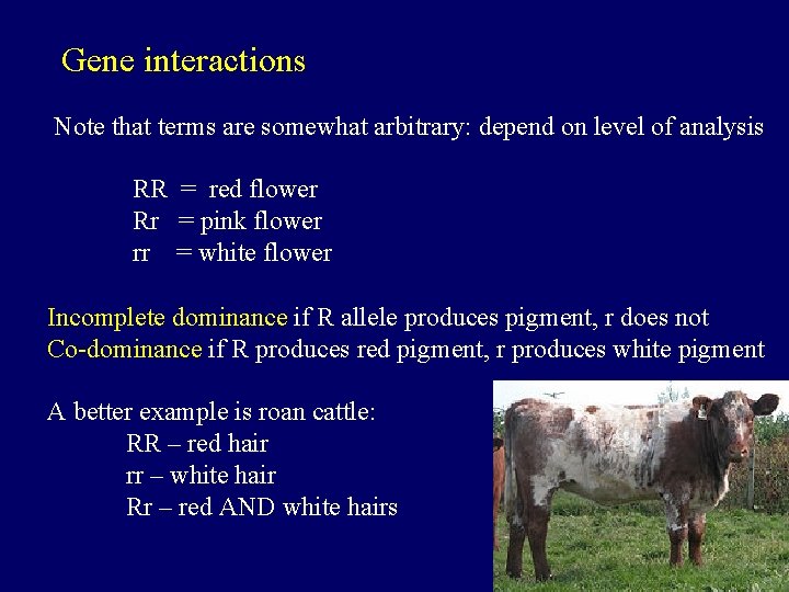Gene interactions Note that terms are somewhat arbitrary: depend on level of analysis RR