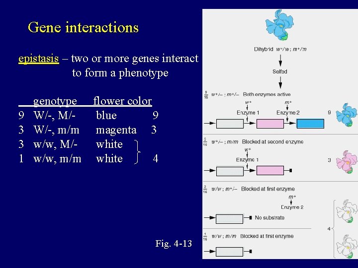 Gene interactions epistasis – two or more genes interact to form a phenotype 9