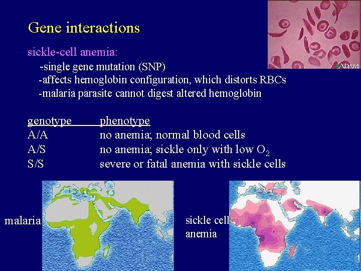 Gene interactions sickle-cell anemia: -single gene mutation (SNP) -affects hemoglobin configuration, which distorts RBCs