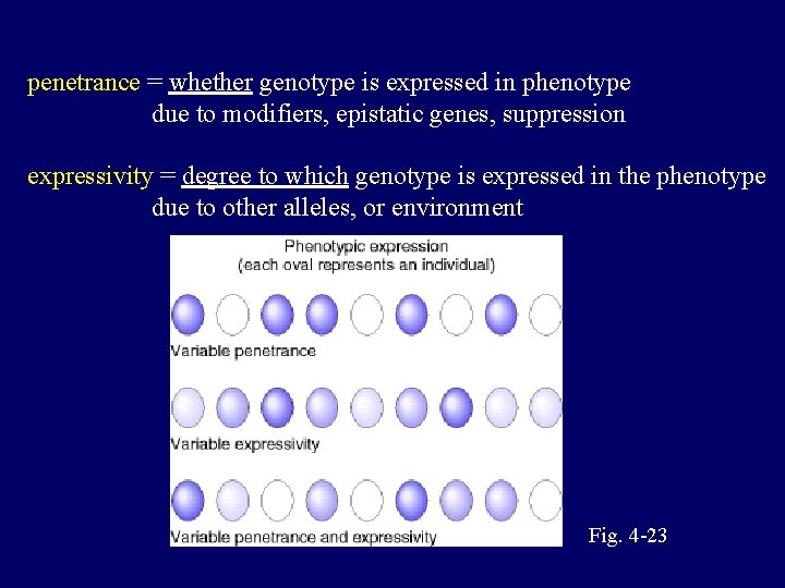 penetrance = whether genotype is expressed in phenotype due to modifiers, epistatic genes, suppression