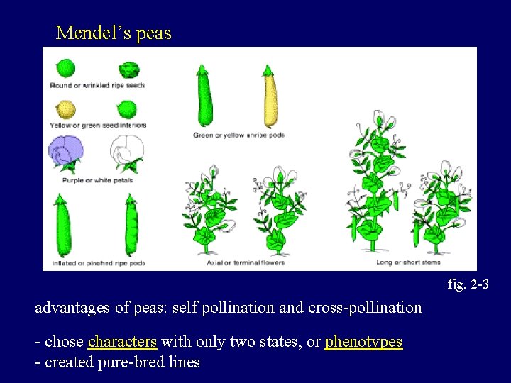 Mendel’s peas fig. 2 -3 advantages of peas: self pollination and cross-pollination - chose