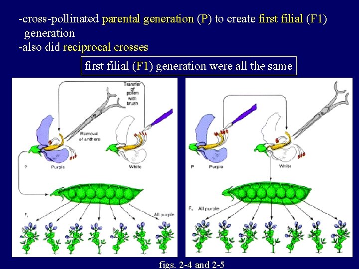 -cross-pollinated parental generation (P) to create first filial (F 1) generation -also did reciprocal
