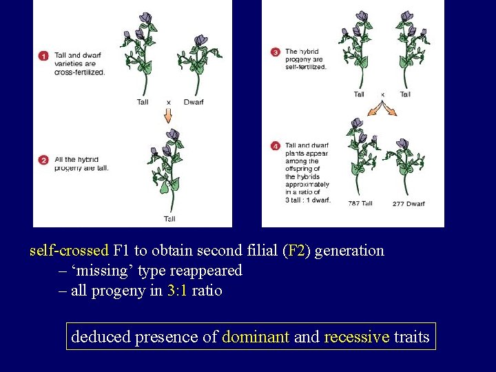 self-crossed F 1 to obtain second filial (F 2) generation – ‘missing’ type reappeared