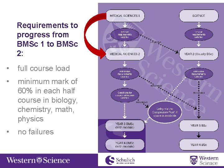 Requirements to progress from BMSc 1 to BMSc 2: • full course load •