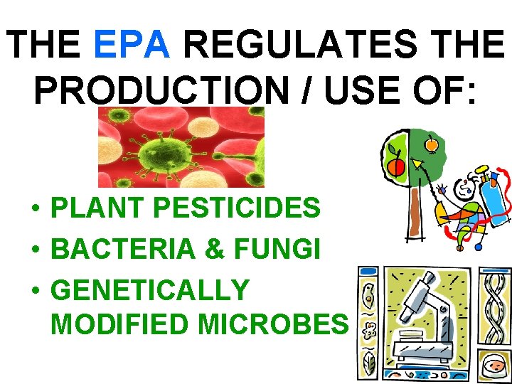 THE EPA REGULATES THE PRODUCTION / USE OF: • PLANT PESTICIDES • BACTERIA &
