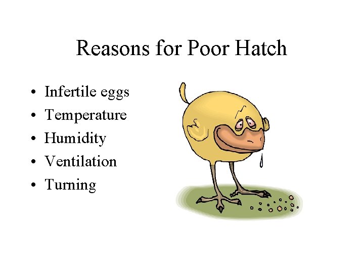 Reasons for Poor Hatch • • • Infertile eggs Temperature Humidity Ventilation Turning 