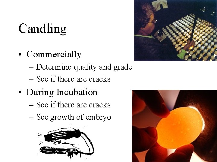 Candling • Commercially – Determine quality and grade – See if there are cracks